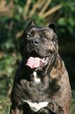 CANE CORSO 1421